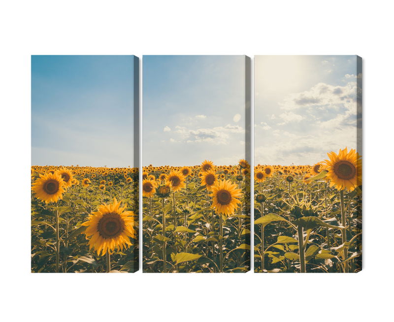 Ljuddämpande tavla - Sunflower field on a summer