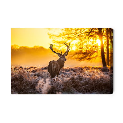 Ljuddämpande tavla - Deer in the morning sun