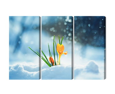 Ljuddämpande tavla - Yellow crocuses breaking