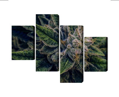 Ljuddämpande tavla - Cannabis plant close up