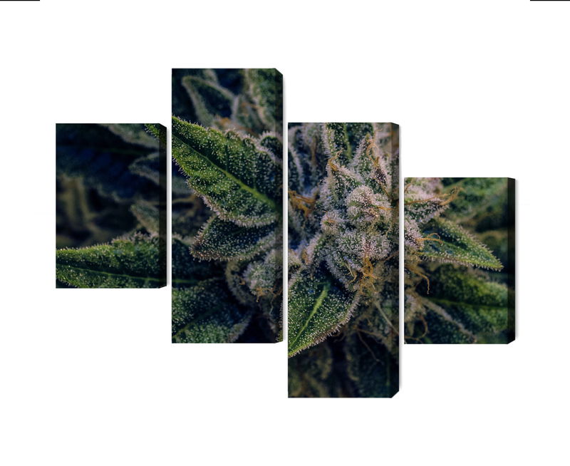 Ljuddämpande tavla - Cannabis plant close up