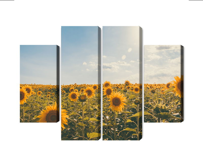Ljuddämpande tavla - Sunflower field on a summer