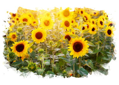 Ljuddämpande tavla - The sunflower field