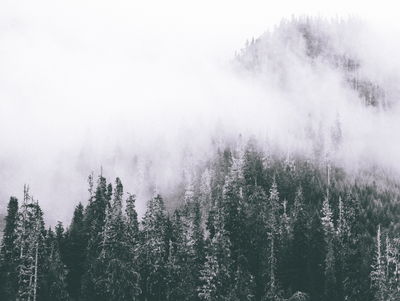 Ljuddämpande tavla - A forest shrouded in fog