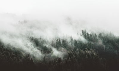 Ljuddämpande tavla - 3d misty forest landscape