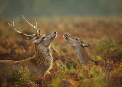 Ljuddämpande tavla - Deer with a doe