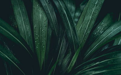 Ljuddämpande tavla - Dark green leaves on a macro