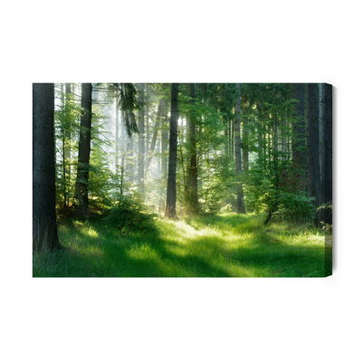 Ljuddämpande tavla - The sun peeks into the forest