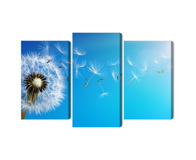 Ljuddämpande tavla - Dandelion with flying seeds