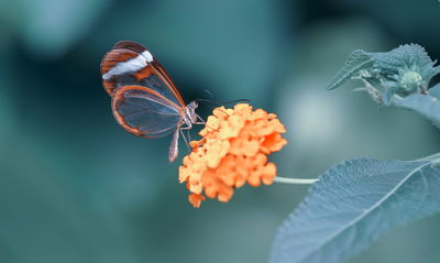 Ljuddämpande tavla - Butterfly in the summer