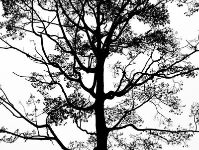 Ljuddämpande tavla - Black tree on a white