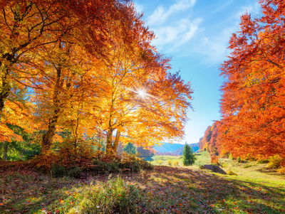Ljuddämpande tavla - Colorful autumn trees