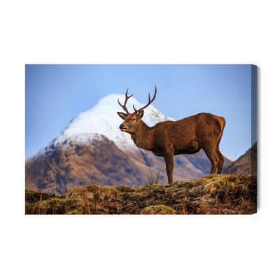 Ljuddämpande tavla - Deer on the background