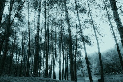 Ljuddämpande tavla - Birch tree forest