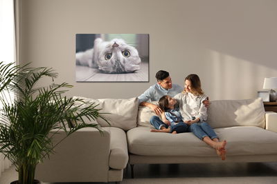 Ljuddämpande tavla - Scottish fold cat