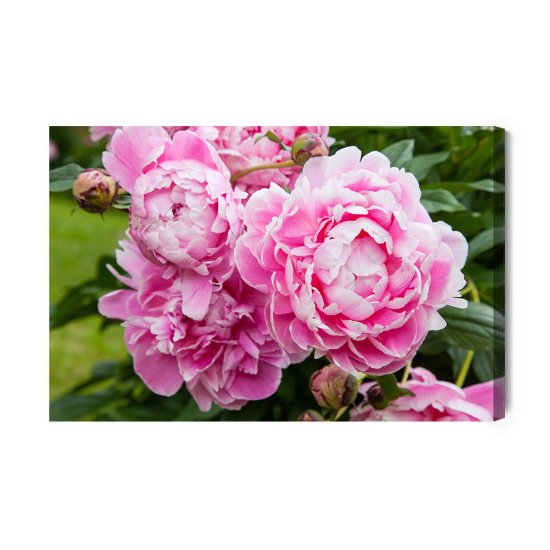 Ljuddämpande tavla - Peony flowers