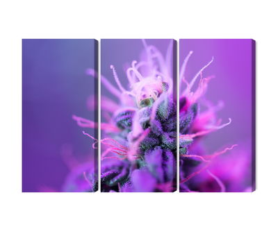 Ljuddämpande tavla - Macro plant on a pink-purple