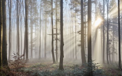 Ljuddämpande tavla - Sunrise in the woods