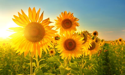 Ljuddämpande tavla - Sunflower field at sunset 3d
