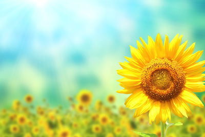 Ljuddämpande tavla - Decorative 3d sunflower