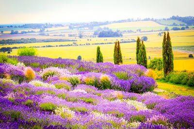 Ljuddämpande tavla - Blooming lavender field
