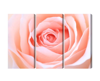 Ljuddämpande tavla - Pastel rose on a 3d macro