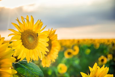 Ljuddämpande tavla - A field of beautiful yellow