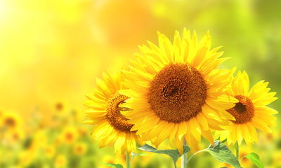 Ljuddämpande tavla - Blooming sunflowers 3d