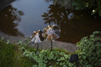 Solcellsdekoration Lumini Svampar i metall