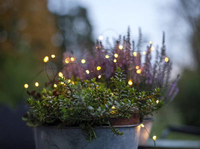 Ljusslinga Dew Drop LED Outdoor