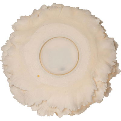 Utomhusdekoration Sandy Korall 28,5cm