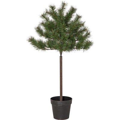 Tallbuske på stam Tallis 100cm