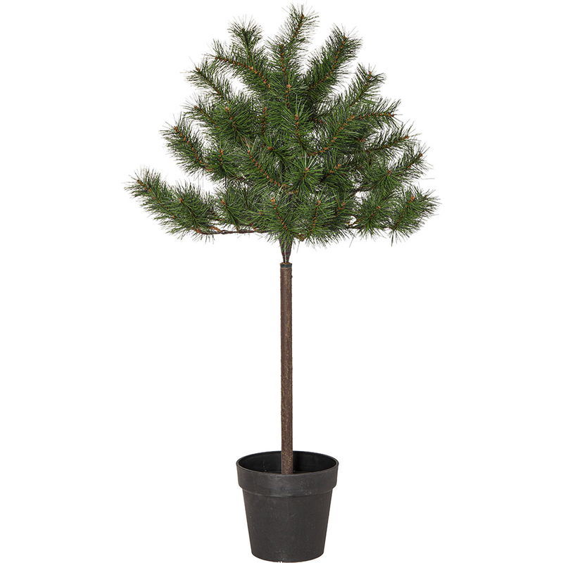 Tallbuske på stam Tallis 100cm