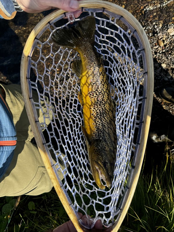 Fin öring