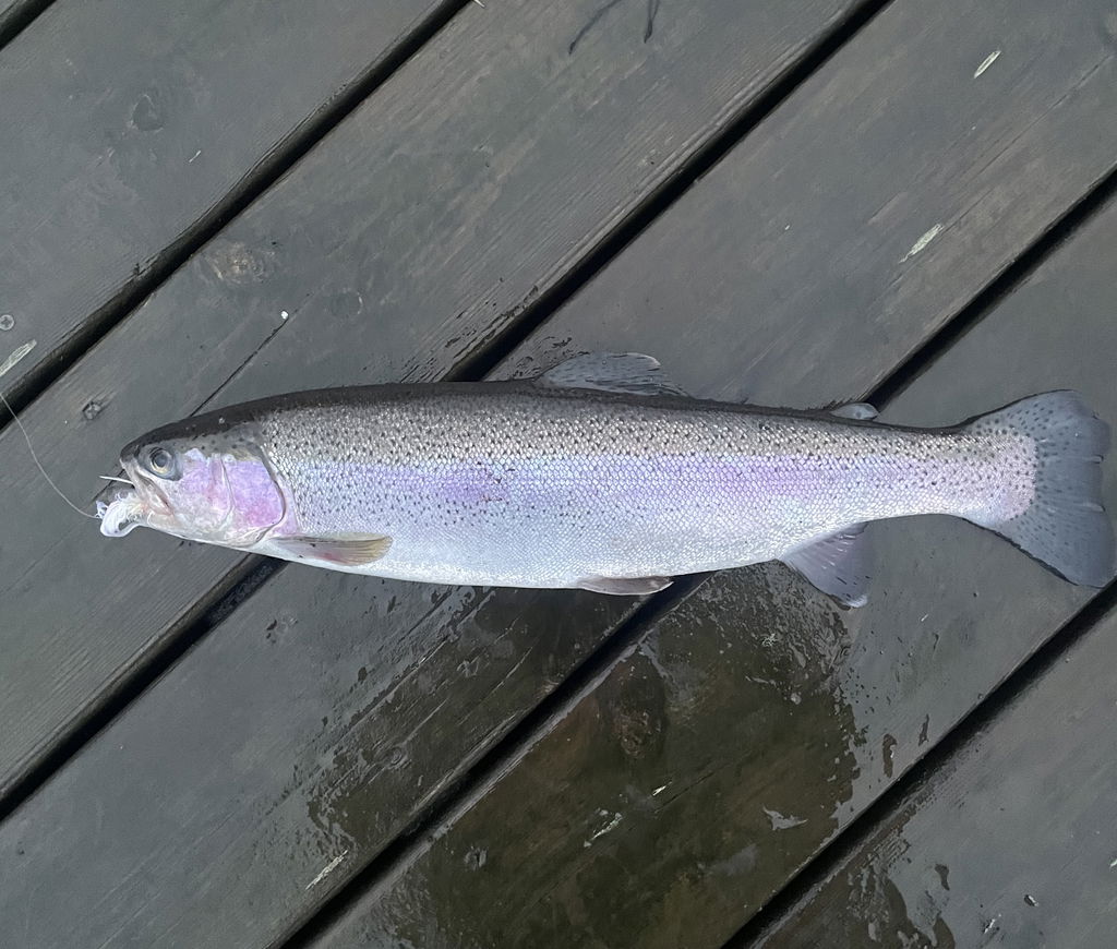 Första regnbågen på fluga!