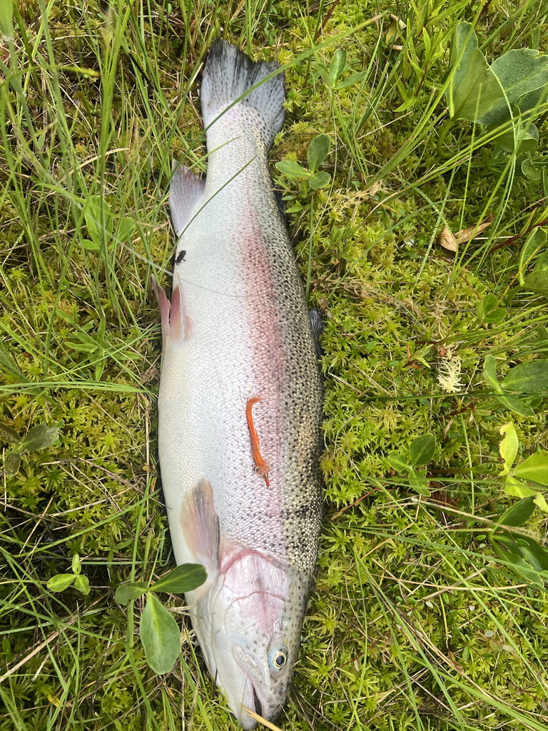 Regnbåge