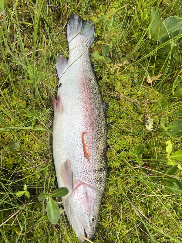 Regnbåge