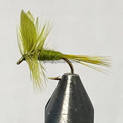 Olive dun