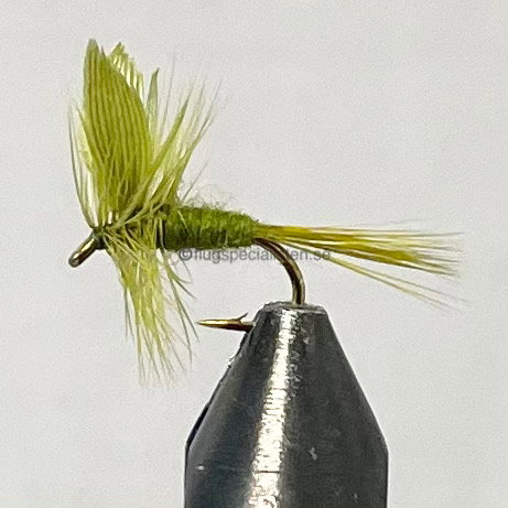 Olive dun