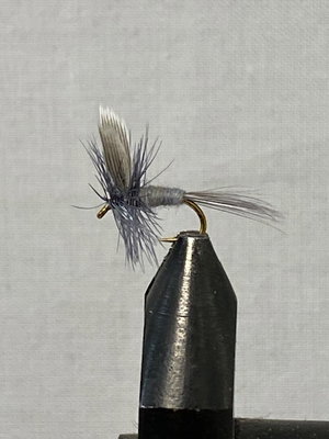 Blue dun