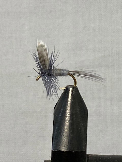Blue dun
