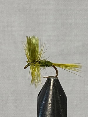 Olive dun