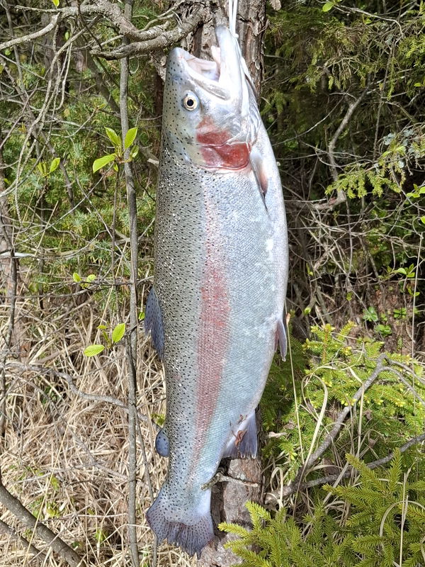 Ny stor Regnbåge på Tricolor tävlingsfluga