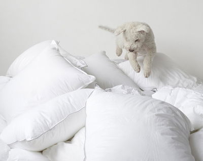 Hotellkudde Låg 325g 50x60 Borganäs of Sweden