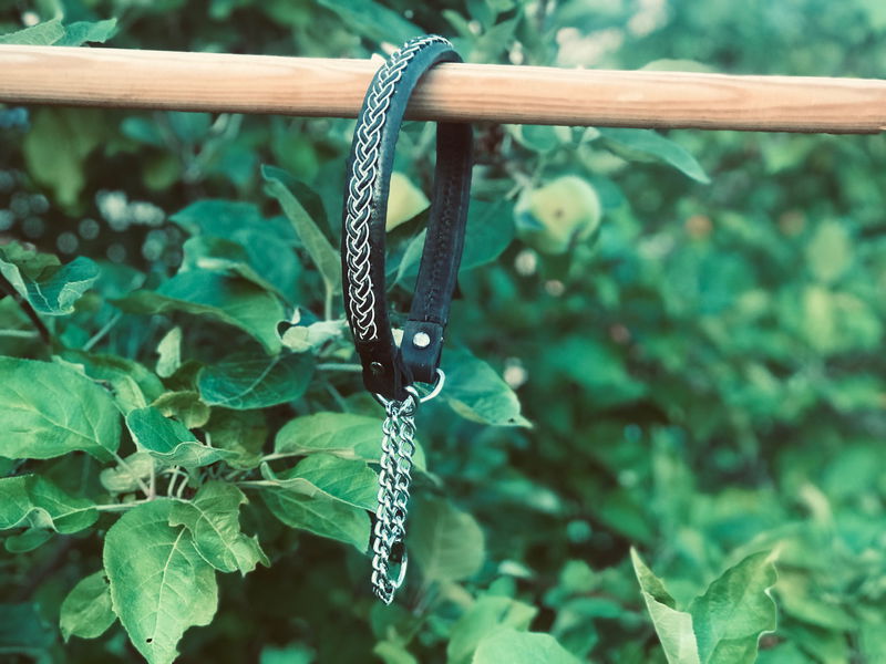 Hundhalsband Sälen