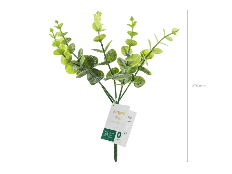 Eucalyptuskvist