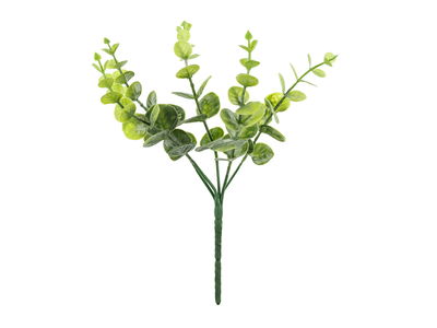 Eucalyptuskvist